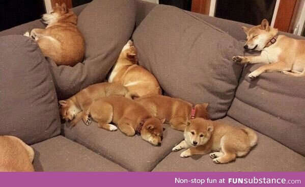 So much doges. So much wow