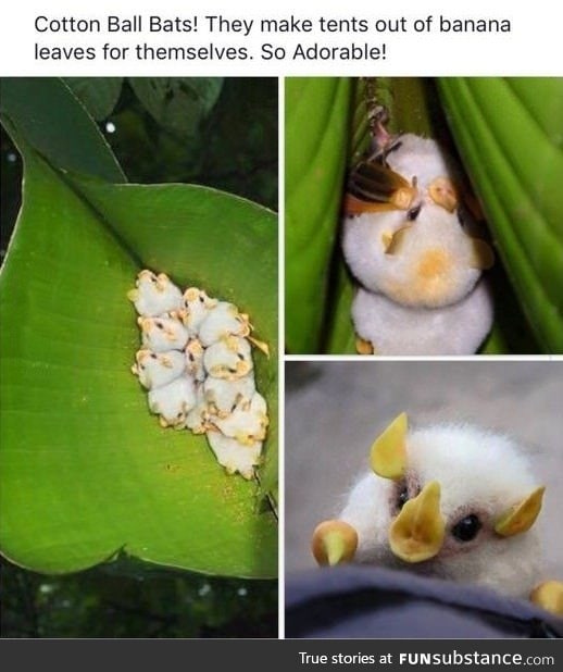 Yes, they're real! The Honduran white bats