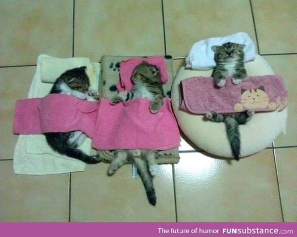 The slumber party cats sleep