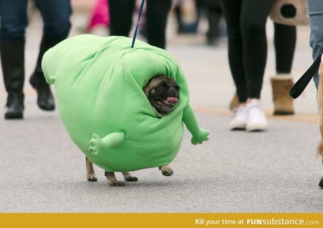 My Pug Marching as Slimer in the Spooky Pooch Parade