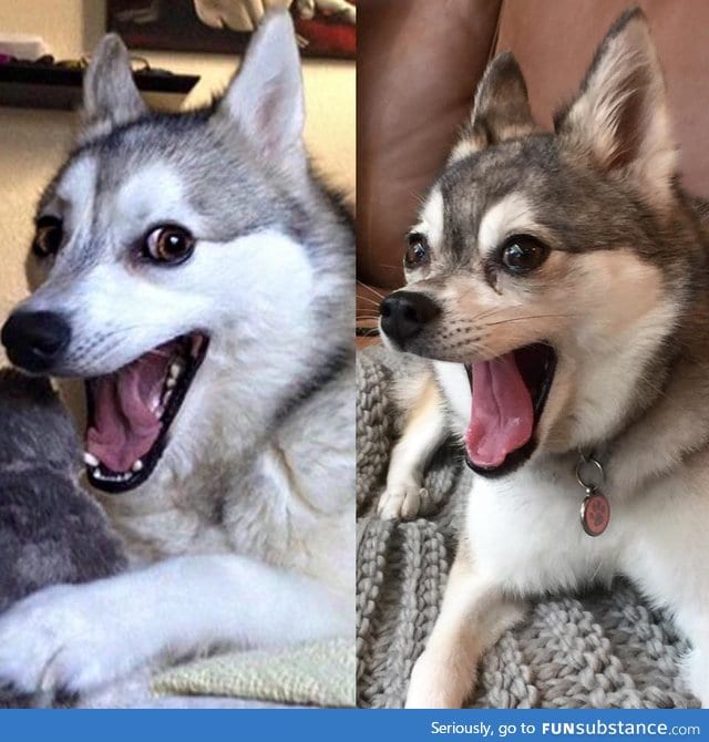 Are celebrity dog impersonations a thing?