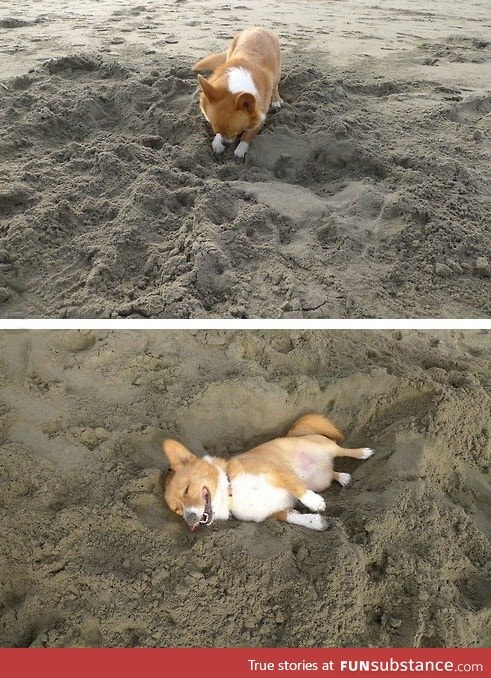 Digging his bed in the sand. That face is priceless