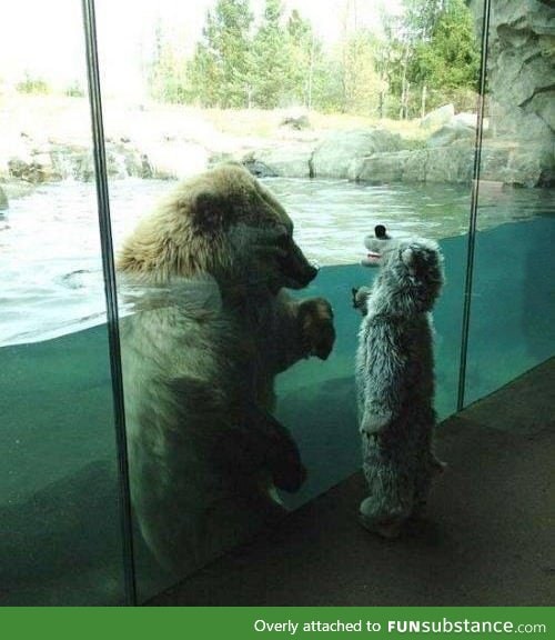 Polar bear sees child in bear costume