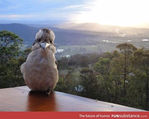 Kookaburra says hello
