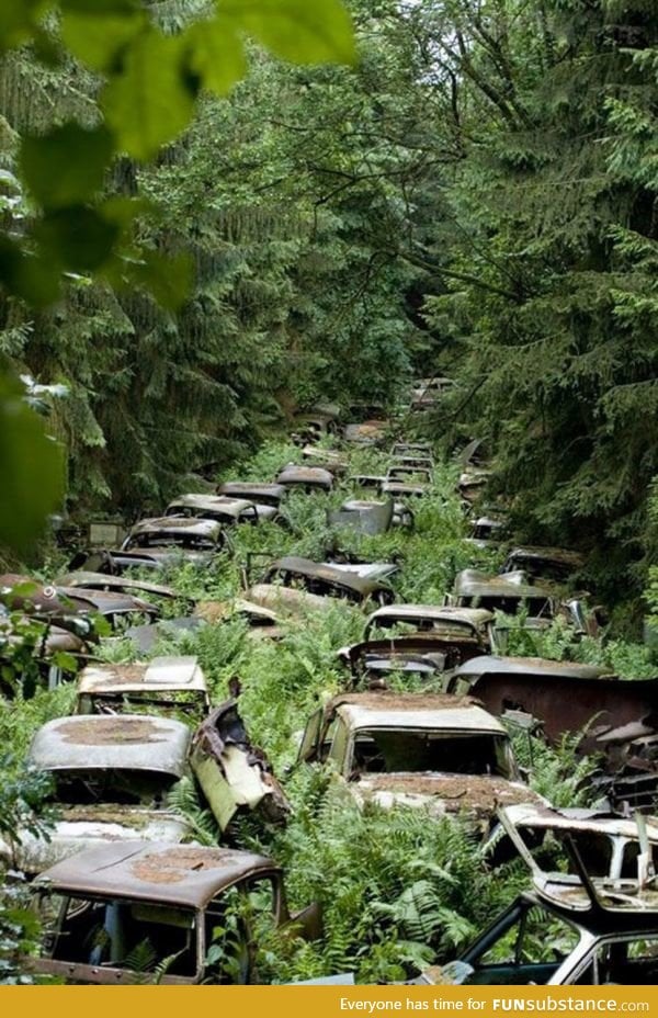 Cars left behind by US servicemen in the Ardennes Forest after WWII