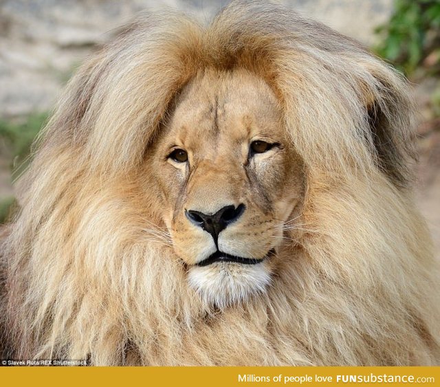 Leon the lion's luxurious hairstyle has made him the star attraction at a Czech zoo