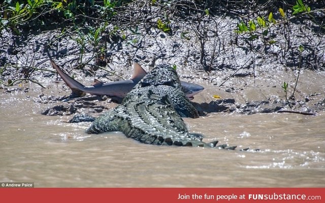18ft crocodile named Brutus caught and ate this bull shark