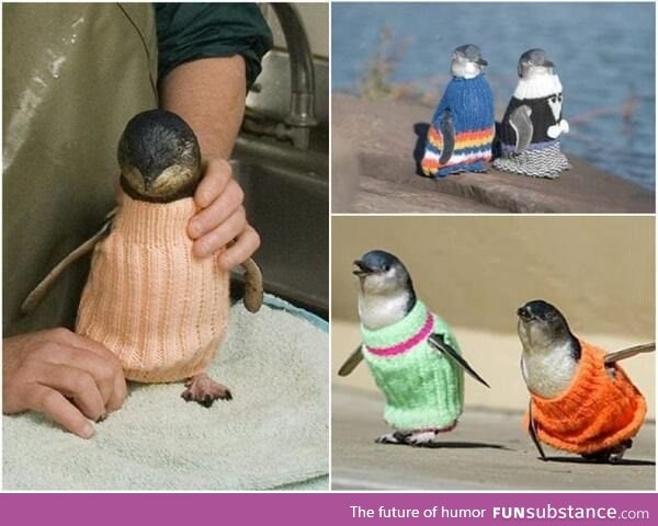 Penguins in Sweaters