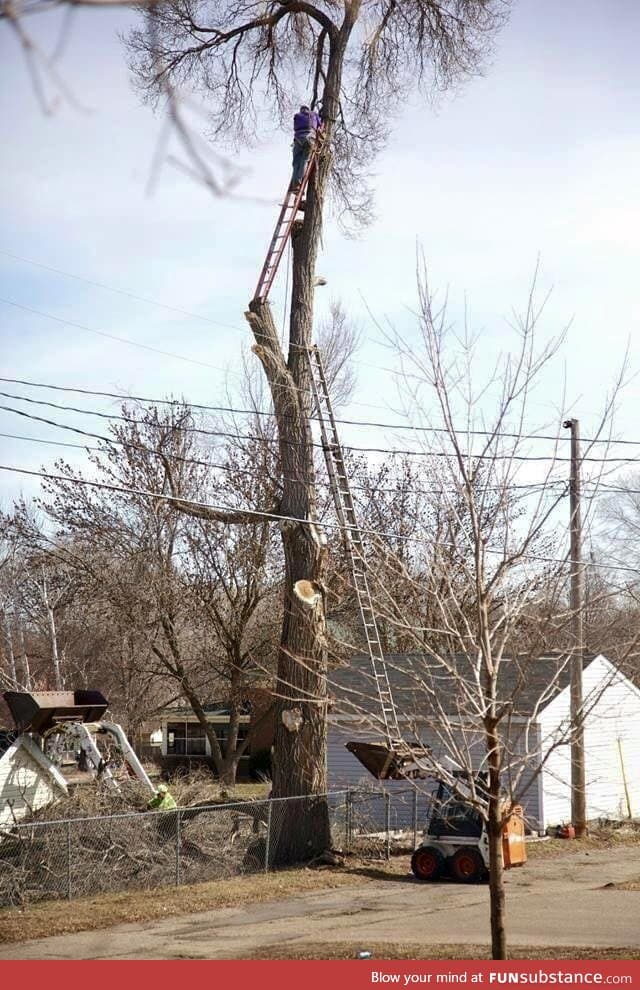 Is there a more unsafe way to cut down a tree?