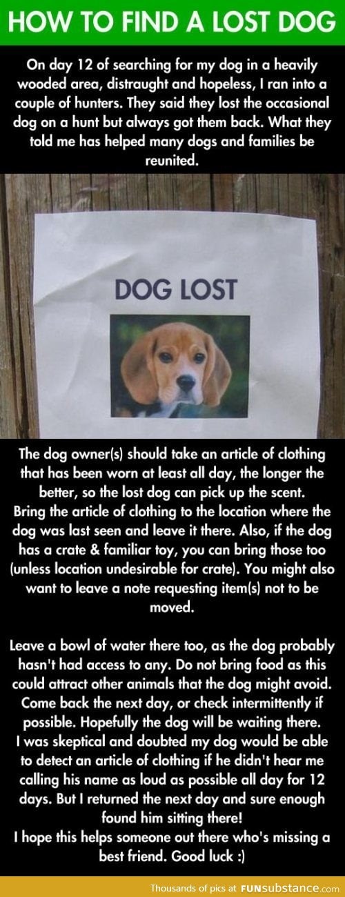 Lost your dog?