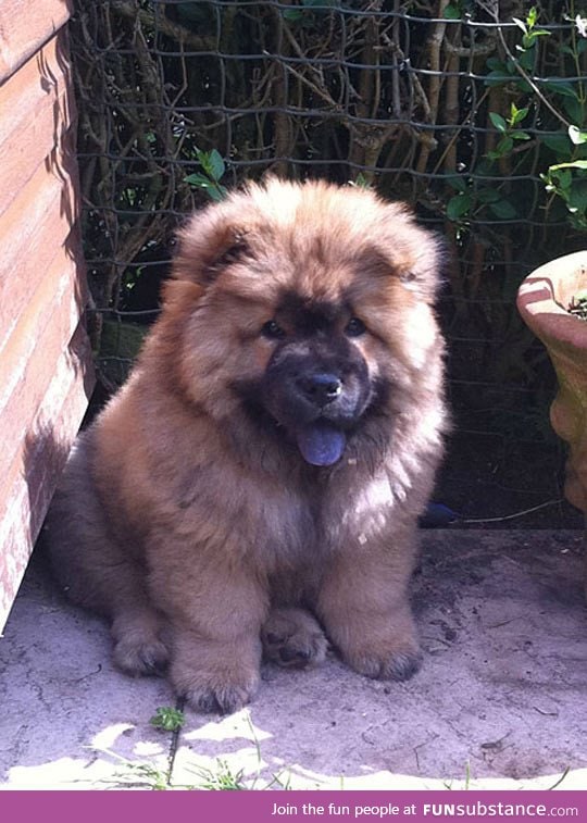 This puppy looks like a teddy bear