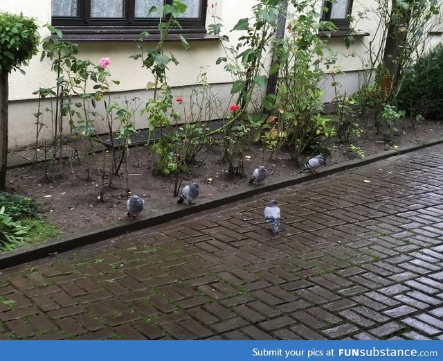 Today I interrupted a secret Pigeon-Army briefing