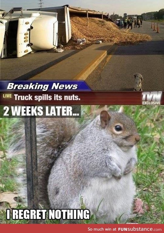 Chubby squirrel has no regrets