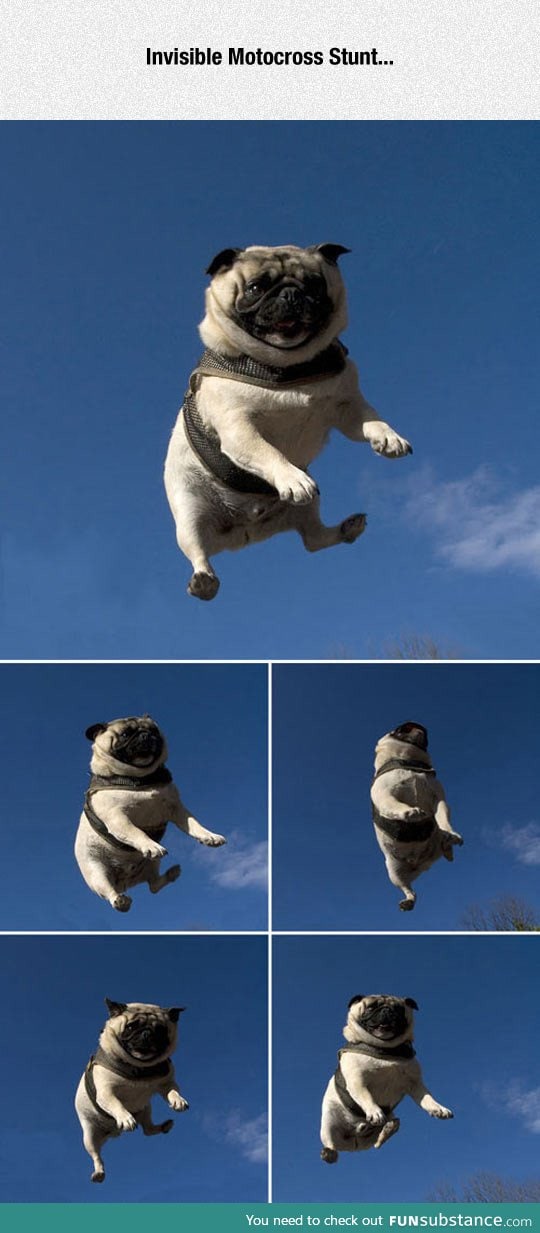 Stunt pug