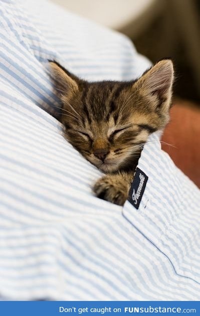I need a kitten :(