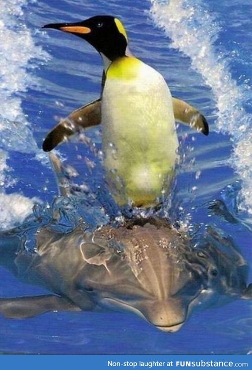 Penguin surfing on dolphin