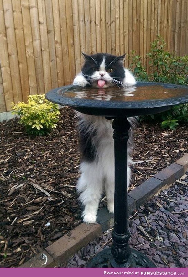 PsBattle: This Cat, Drinking From a Bird Bath