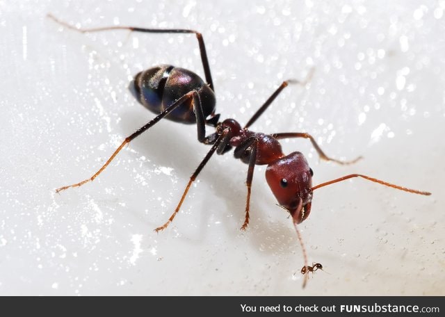 The size difference between 2 different species of ants