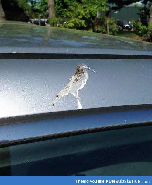 Bird pooped a self portrait on a friend car