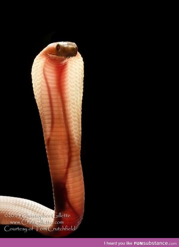 This Cobra's skin is so translucent, you can see it's veins and heart