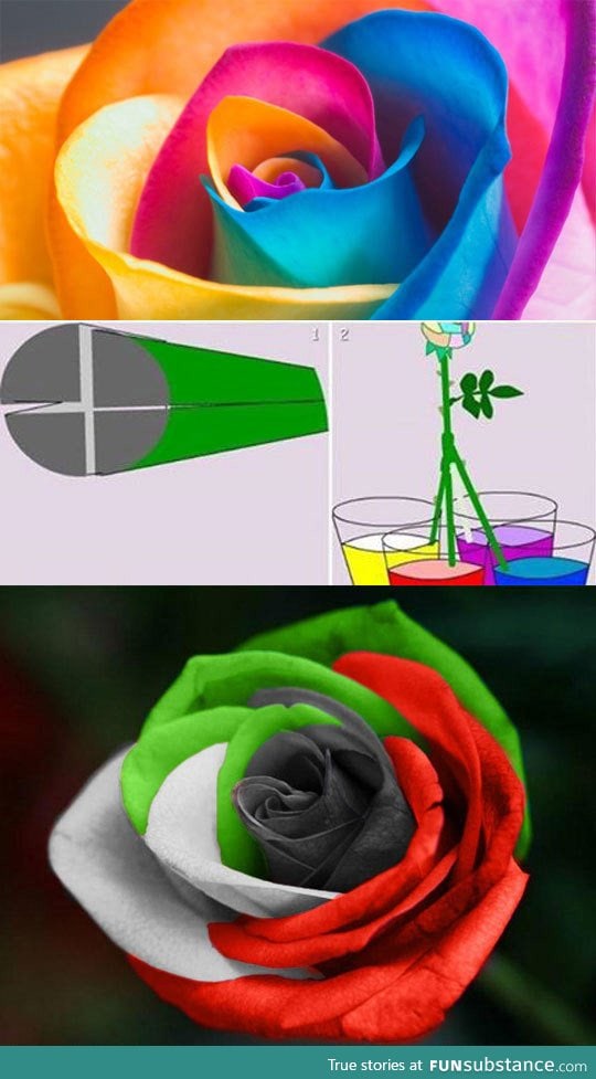 How to easily make a multicolored rose