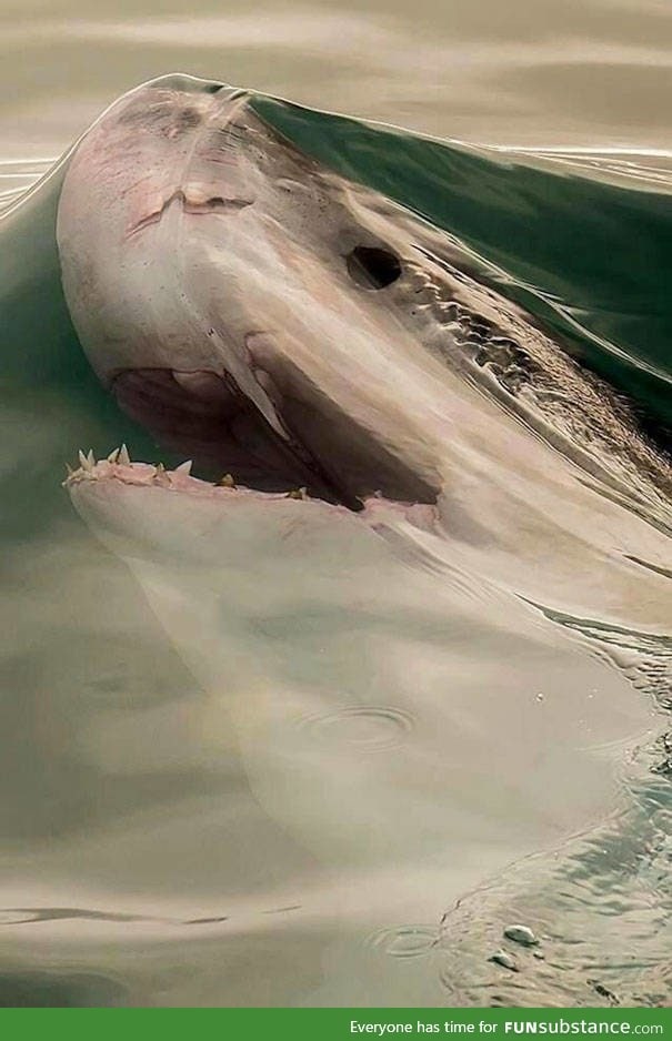 Surface tension shark