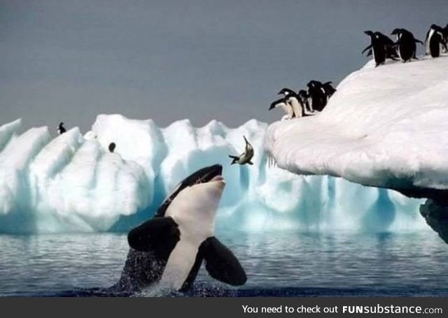 Rare photo of a penguin sacrificial ritual