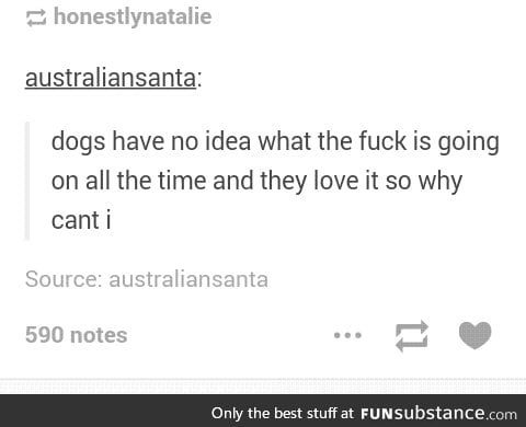 Dogs are the eternal optimists of the world