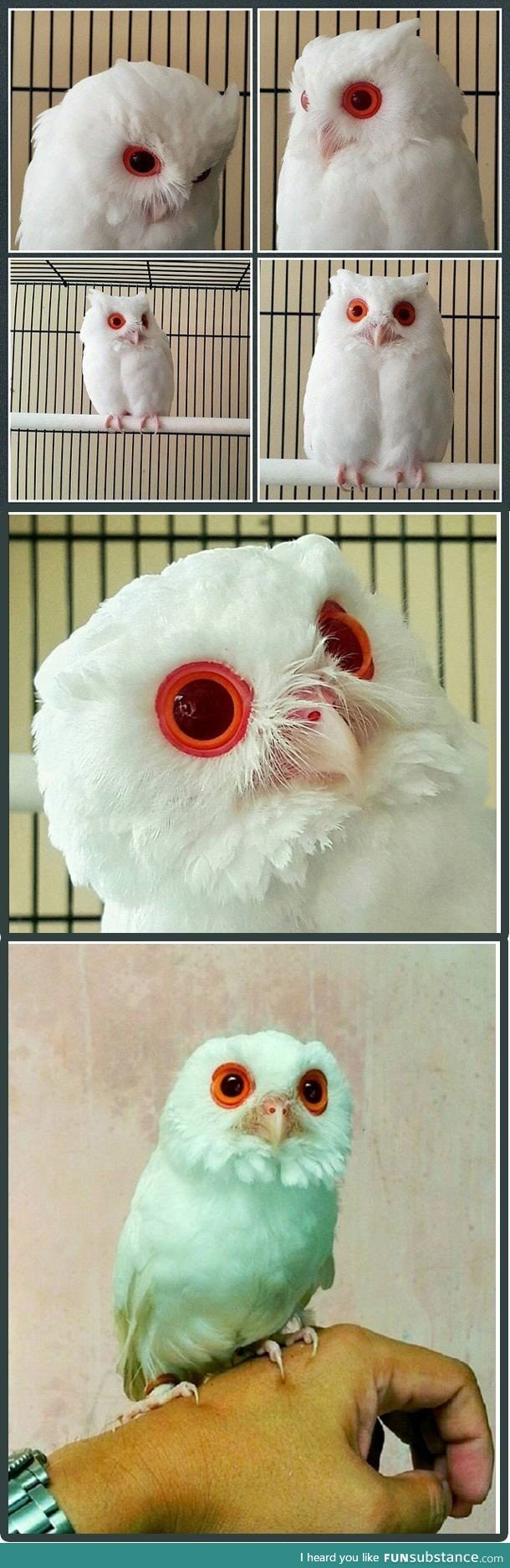 Owl albino with red eyes