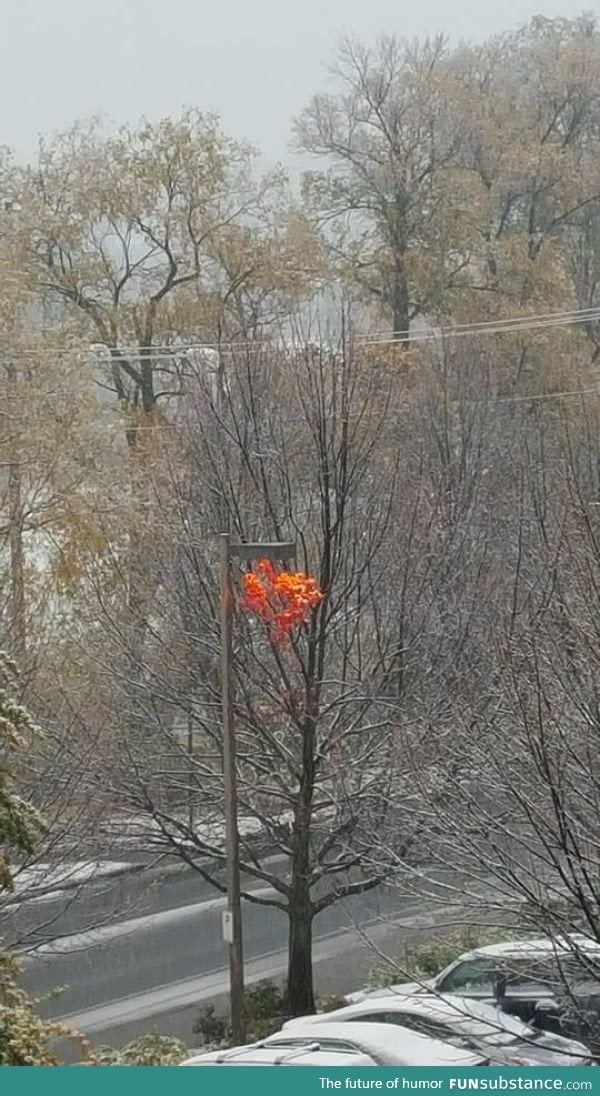 This light keeps the leaves so warm, that they haven't fallen off yet