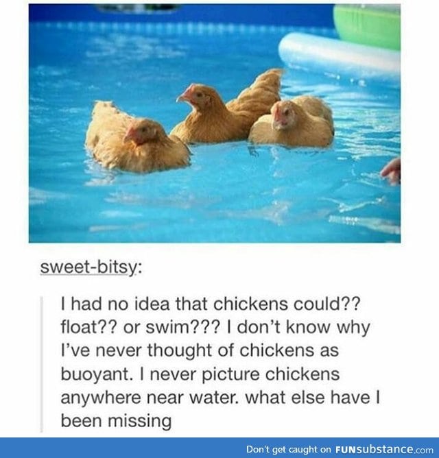 chickens.... yeah that's a good title