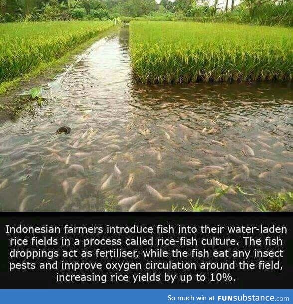 New way of farming
