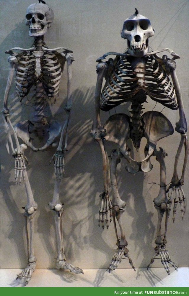 A gorilla skeleton compared to a human skeleton