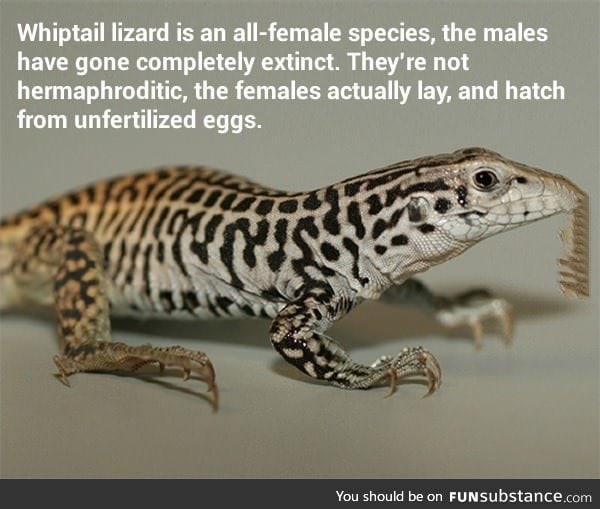 What a strong, independent reptile who don't need no man