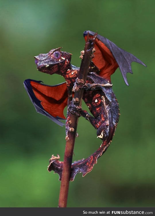 Real life dragon: The satanic leaf tailed gecko with flying fox wings
