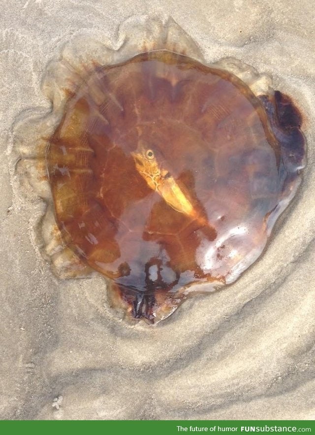 Jellyfish washed ashore with a dead fish inside it