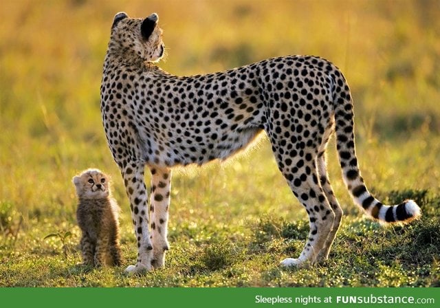 Baby cheetah and mom