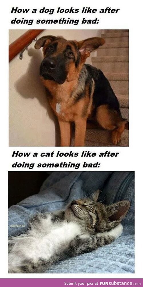 Dogs vs. cats