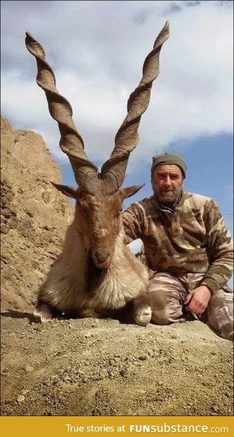A Suleiman Markhor- a big horned goat of Afghanistan