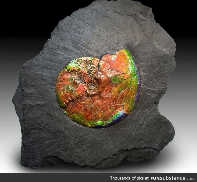 70 million year old ammolite fossil embedded in shale