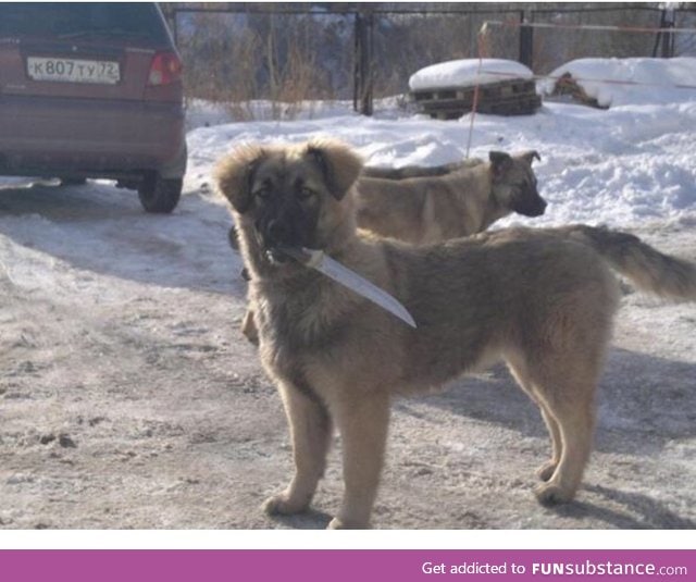 Just a Dog with a knife