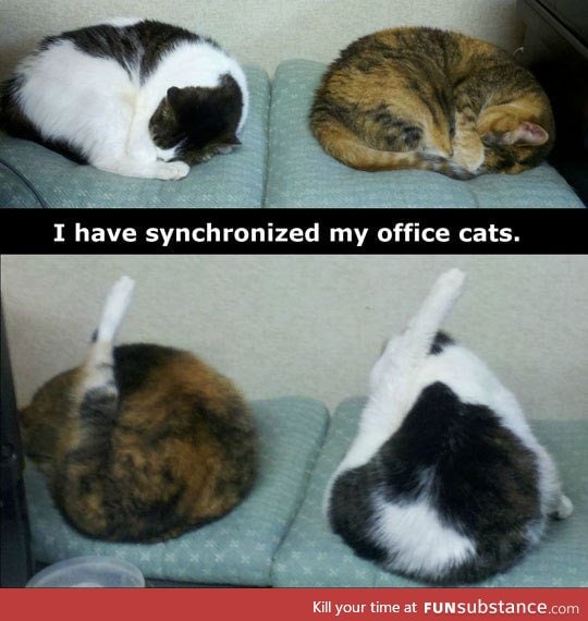 Synchronized cats