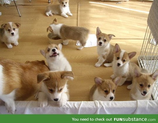 Just a flock of corgis