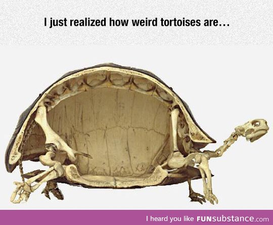 Tortises are Pretty Weird