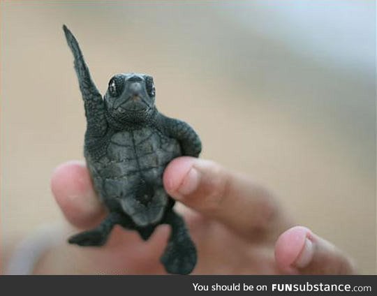 Disco turtle wants to dance