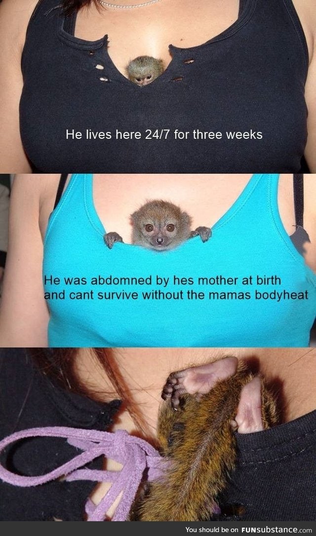 An orphan silk monkey has moved in between the breast of one of the zooworkers for 3 weeks