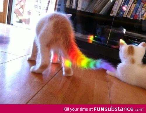 Nyan Cat In Real Life?!