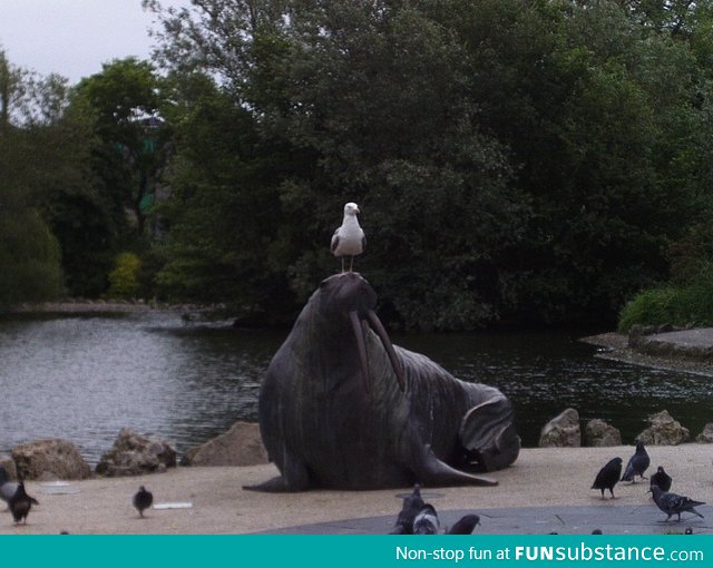 F*ck you, I'm a seagull