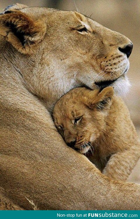 Lion mother and cub. Cute and Beautiful