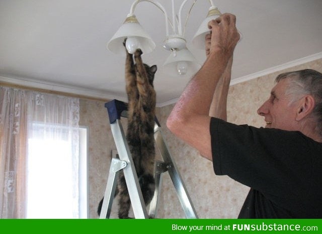 How many cats does it take to change a light bulb?!